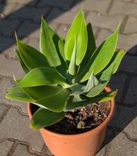 Agave attenuata - agave,