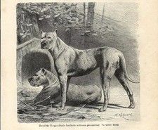 Stampa antica CANE MOLOSSO