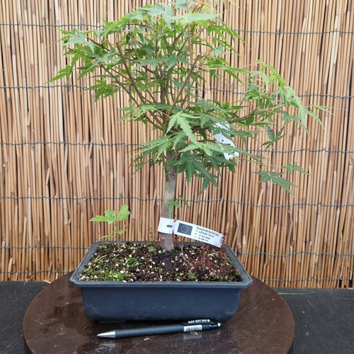Bonsai acero yamamomijii - bonsai, di