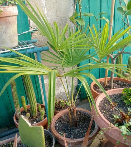 Pianta palma vaso - pianta,