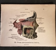 Coppia Stampe Anatomiche