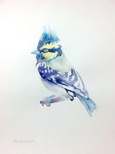 Gray-crested Tit, Birds