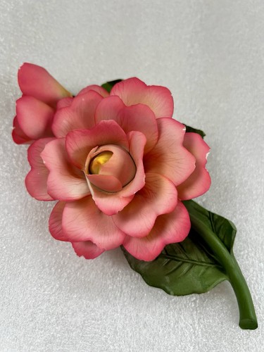 Rosa rosa rosa porcellana