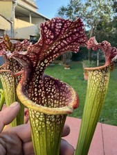 Pianta carnivora Sarracenia