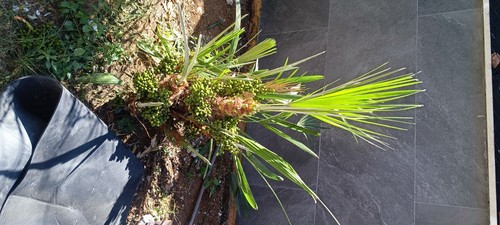 Chamaerops humilis palma - chamaerops, humilis,