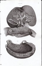 Reni acquaforte del - acquaforte, 1830