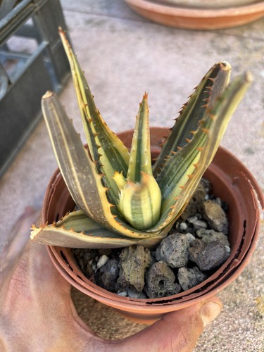 Aloe saponaria variegata - aloe,