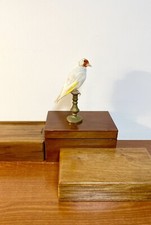 Taxidermy, Cabinet De