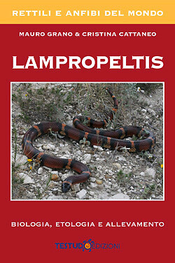 Lampropeltis biologia - lampropeltis.,
