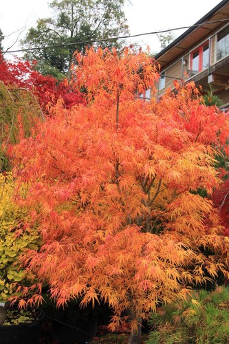 Acero rosso giapponese - , acer