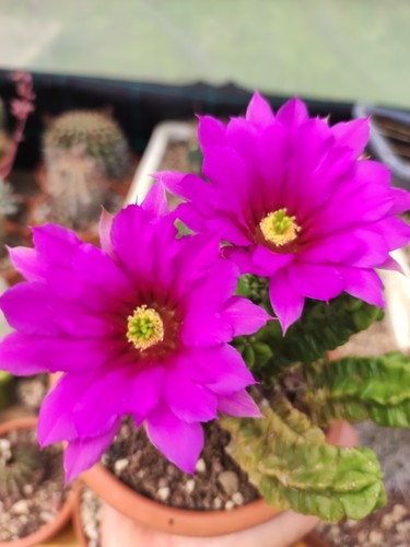 Echinocereus viereckii - echinocereus,