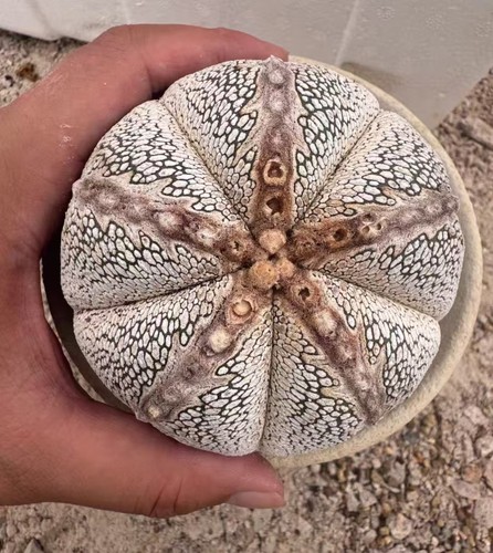 Astrophytum myriostigma - cm,