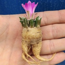 Ariocarpus macdowellii SB 100