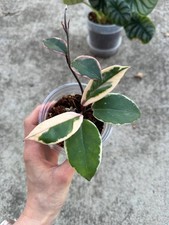 Hoya Carnosa 'Flamingo Dream'