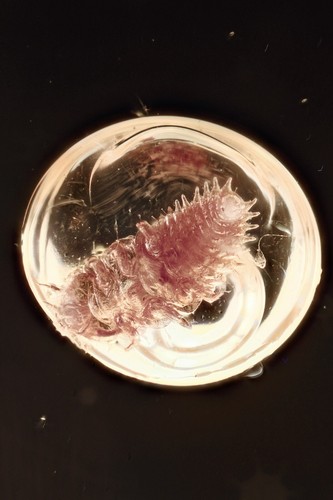 Grande larve coleottero - larve, di