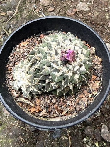 Ariocarpus kotschoubeyanus - , a