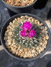 5 pezzi 1,5 cm Ariocarpus Kotschoubeyanus rara pianta di cactus succulenta crescita di piantine