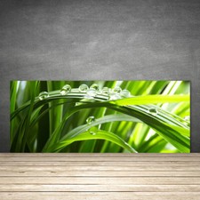 Splashback Paraschizzi