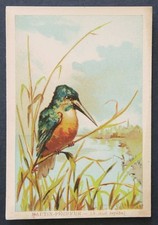 Immagine cromata MARTIN