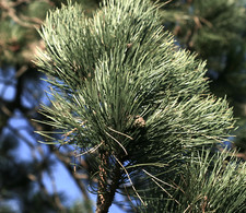 Pinus nigra - pino nero