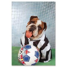 Adesivo regalo: Bulldog calcio
