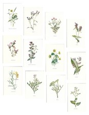 Stampe antiche lotto fiori - lotto,