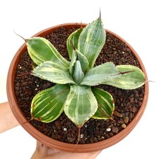 Agave parryi troncata VARIEGATO clone J667 - a foglia colorata