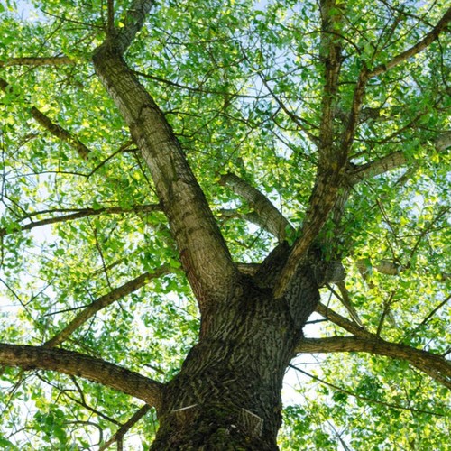 Tilia tomentosa tiglio - tomentosa,