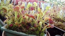 plantes dionaea Fake Dracula