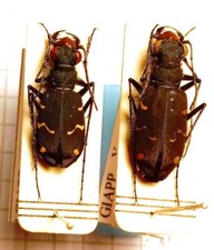 Carabidae CICINDELINAE