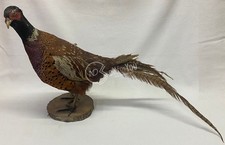 Fagiano comune maschio imbalsamato tramite tassidermia 44 cm collezione trofeo