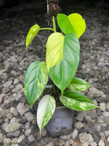 Philodendron florida beauty - philodendron, x