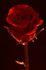 fotografia stampa poster quadro dipinto rosa rossa  nikon  24 mpx , 8MB   VV