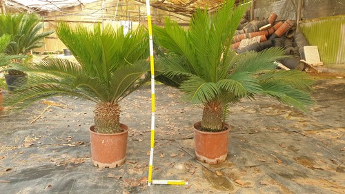 Cycas piante esemplari grandi