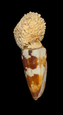 Conchiglia shell conus - conchiglia,