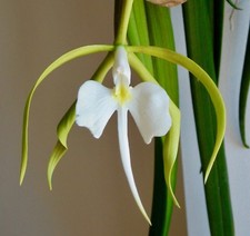 Epidendrum Species Profumo 4N