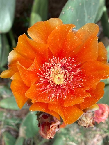 Opuntia ficus indica var - ficus,