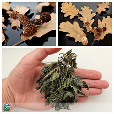 15 Foglie di Quercia + Ortica 5g + 3 Pigne ontano – Kit naturale acquario dolce