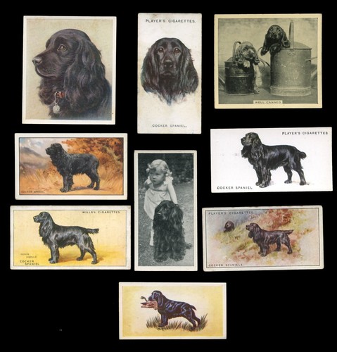 Cocker spaniel black dog - spaniel,