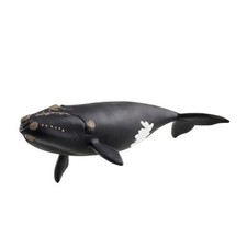 Balena franca nordatlantica