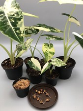 Rizoma Alocasia Frydek