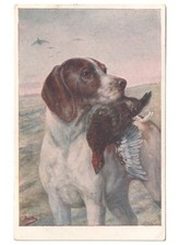 1923 antica cartolina cane da caccia preda in bocca campo