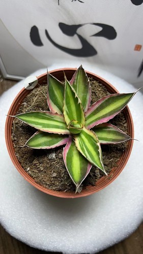 Vendita raro cactus agave