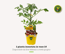 Pianta pomodoro innestato - pianta, di