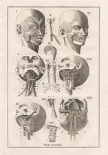 Teschio Umano - Anatomia