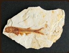 Vero pesce fossil western - fossil,