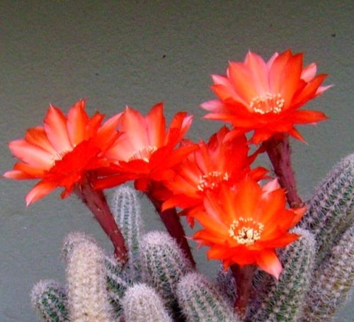 Chamaecereus silvestrii seeds - silvestrii,