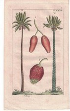 A.: Palma Sago Cycas