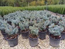 Abete blu pino argentato