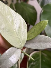 3x Hoya Carnosa Wilbur Graves